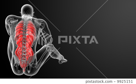 Human digestive system and  human Respiratory system - back view 9925151
