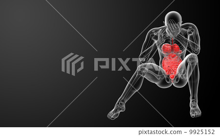 Human digestive system 9925152