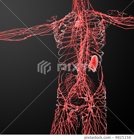 lymphatic system - front view lymphatic system - front view 9925156