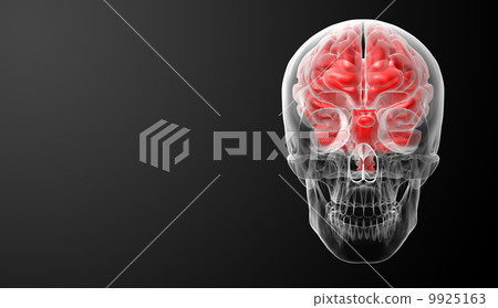 Human brain X ray - back view - Stock Illustration [9925163] - PIXTA