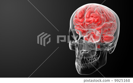Human brain X ray - side view - Stock Illustration [9925168] - PIXTA