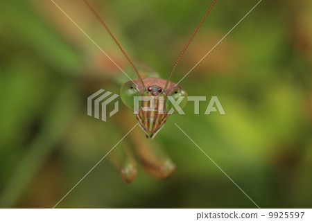 生物昆蟲Wolframakiri畫象 生物昆蟲Wolframakiri畫象 9925597