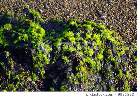 海草 海草 9925598