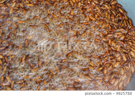 fried silk worms 9925788
