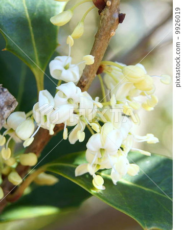 Holly flowers 9926019