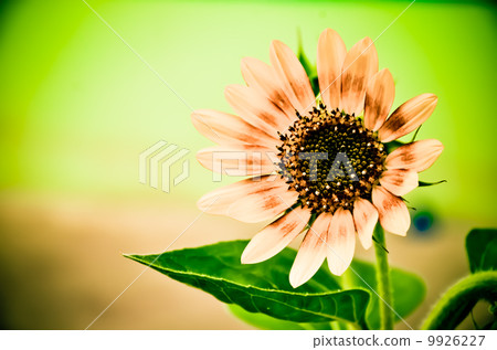 Flower 9926227