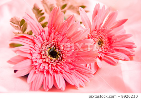 Pink Flowers 9926230