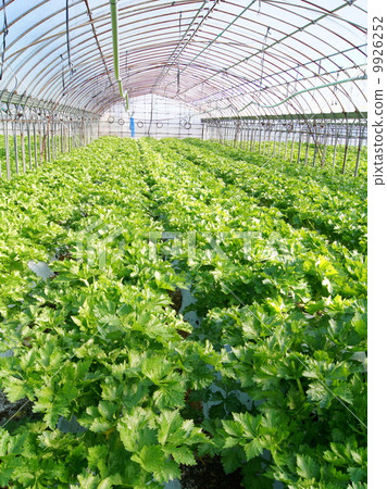 芹菜(房子栽培) 芹菜(房子栽培) 9926252