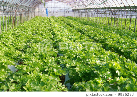 芹菜(房子栽培) 芹菜(房子栽培) 9926253