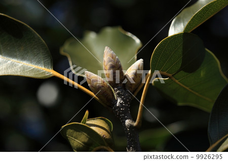 Sprouts of natural plant redcurrants Sprouts of natural plant redcurrants 9926295
