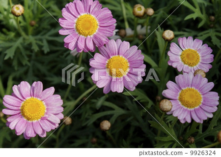 報春花Polyansa 報春花Polyansa 9926324
