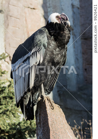 Andean Condor 9926421