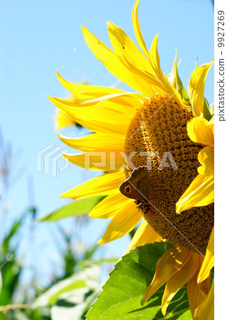 Sunflower with a leaf - clear summer blue sky. Sunflower with a leaf - clear summer blue sky. 9927269
