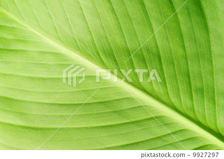 Green leaf 9927297