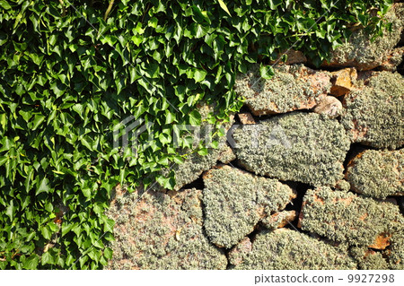 Background stone rock wall and ivy leaves 9927298