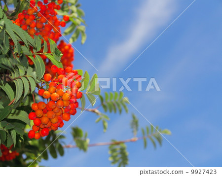 Autumn rowan berries ashberry. Sorbus aucuparia Autumn rowan berries ashberry. Sorbus aucuparia 9927423