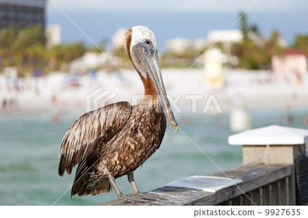Clearwater Beach Florida Pelican 9927635