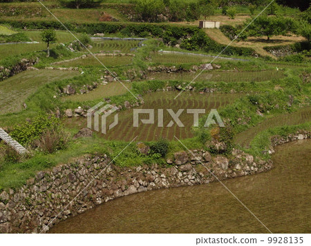 四谷水稻梯田的水稻種植 9928135