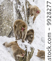 Nagano Prefecture Jigokudani hot spring monkey 9928277