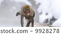 Nagano Prefecture Jigokudani hot spring monkey 9928278