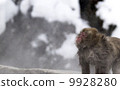 Nagano Prefecture Jigokudani hot spring monkey 9928280