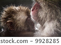 Nagano Prefecture Jigokudani hot spring monkey 9928285