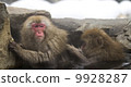 Nagano Prefecture Jigokudani hot spring monkey 9928287
