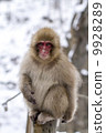 Nagano Prefecture Jigokudani hot spring monkey 9928289