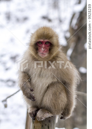 Nagano Prefecture Jigokudani hot spring monkey 9928289