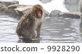 Nagano Prefecture Jigokudani hot spring monkey 9928290