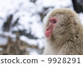 Nagano Prefecture Jigokudani hot spring monkey 9928291