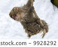 Nagano Prefecture Jigokudani hot spring monkey 9928292