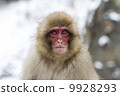 Nagano Prefecture Jigokudani hot spring monkey 9928293