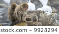 Nagano Prefecture Jigokudani hot spring monkey 9928294