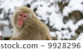 Nagano Prefecture Jigokudani hot spring monkey 9928296