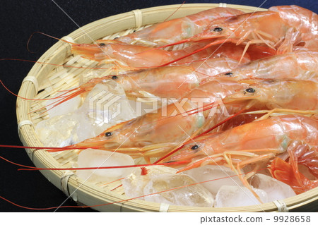 Shrimp 9928658