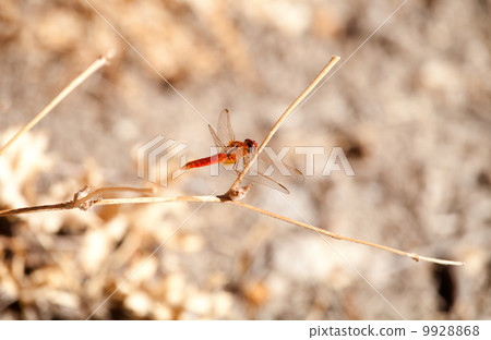 dragonfly outdoors 9928868