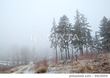 snow and fog in Harz mountains snow and fog in Harz mountains 9928949