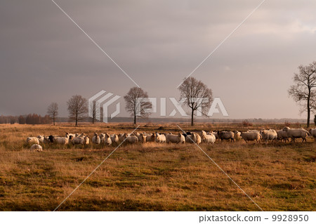 big herd of sheep on savanna pasture big herd of sheep on savanna pasture 9928950