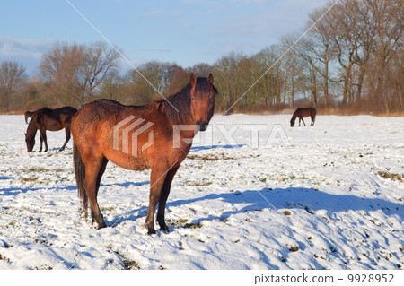 old horse on winter pasture old horse on winter pasture 9928952