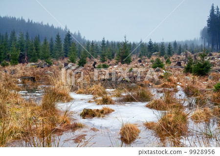 frozen swamp in Harz mountains frozen swamp in Harz mountains 9928956