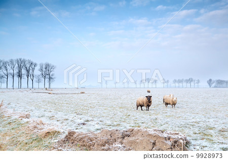 sheep on winter pasture 9928973