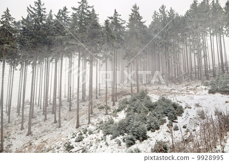 snowstorm in coniferous forest 9928995