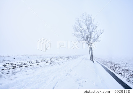 lonely tree in frost 9929128