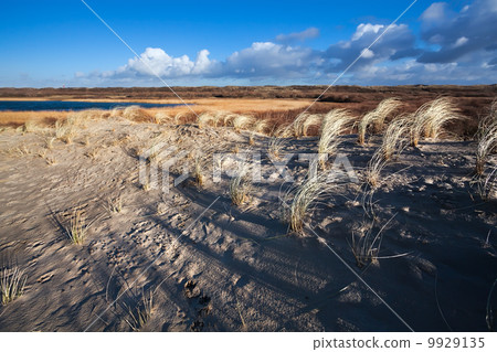 sand dunes in North Holland sand dunes in North Holland 9929135