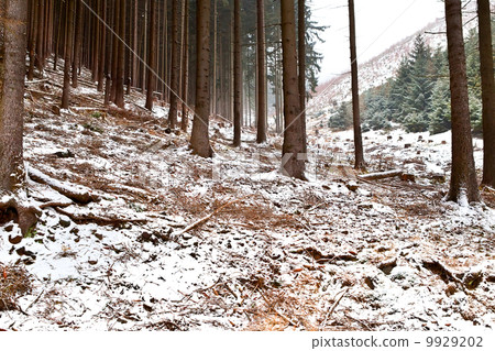 forest ni Harz mountains 9929202