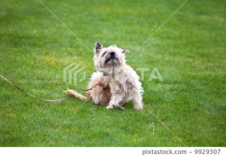 funny dog with fleas funny dog with fleas 9929307