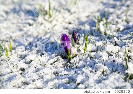 violet crocus flower in snow violet crocus flower in snow 9929330