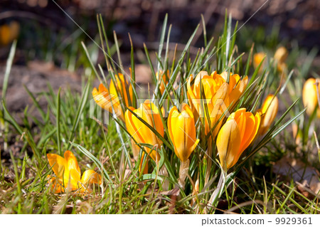yellow crocuses outdoors yellow crocuses outdoors 9929361