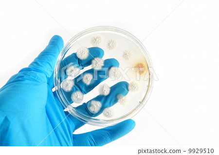 genetically modified fungi on agar plate 9929510